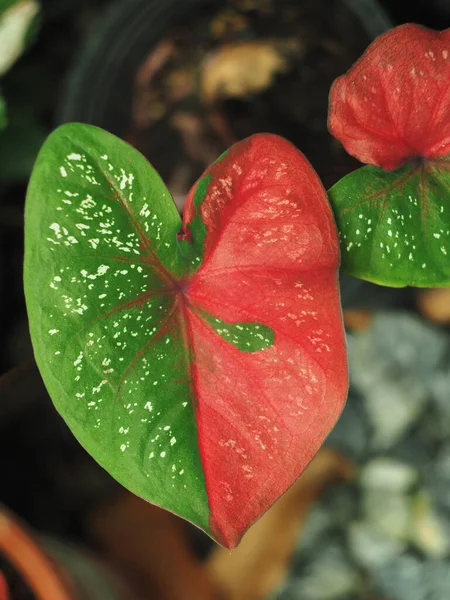美しい素敵な葉と家の装飾のための素晴らしい植物のカラジウム二色の心 — ストック写真