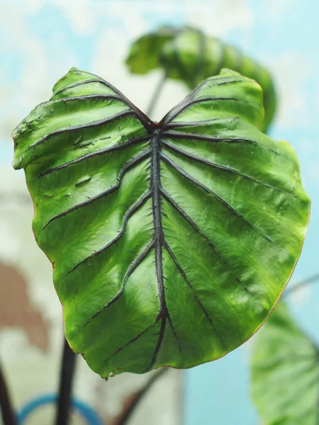 Caladium Bicolor Hart Van Mooie Bladeren Planten Geweldig Voor Thuis — Stockfoto