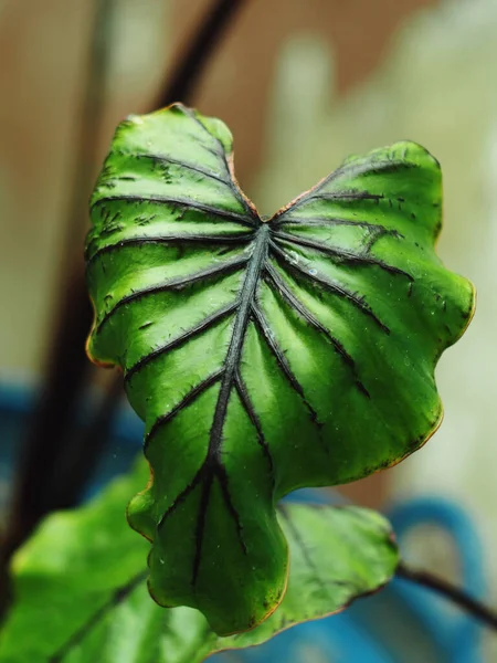아름다운 잎자루로 이루어진 장식에 식물들 — 스톡 사진