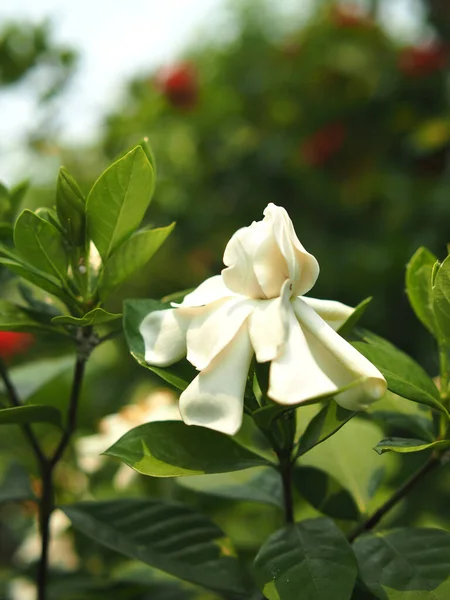 Frissesség Fehér Gardénia Virág Virágzó Kertben Zöld Homályos Háttér — Stock Fotó