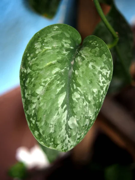 Scindapsus Pictus Exotic Silver Splash Silver Could Heart Leafe Green — Stok Foto