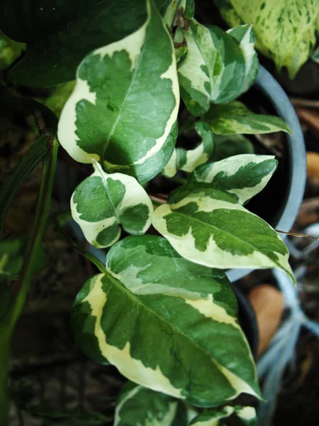Pestrobarevné Rostliny Velké Zelené Blahodárné Listy Rostoucí Zahradě — Stock fotografie
