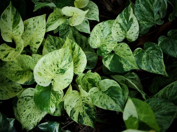 Різнокольорові Рослини Великий Зелений Латунічний Лист Росте Саду — стокове фото
