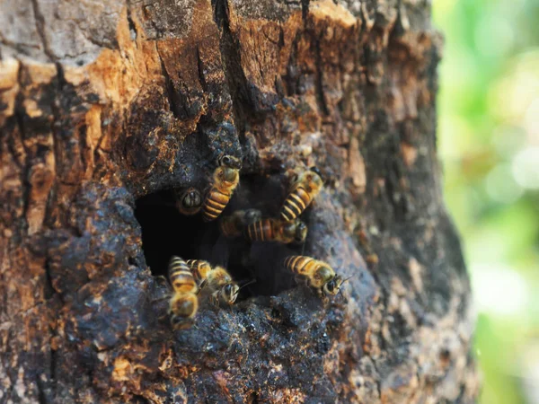 Honung Arbetare Flyger Och Trä Natur Håll — Stockfoto