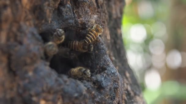 Pszczoła Miodna Przylatująca Wylatująca Drewnianej Ładowni Pracownik Miodu — Wideo stockowe