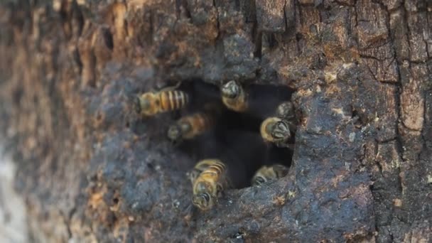 Méz Méh Repül Fából Hold Természet Méz Dolgozó — Stock videók