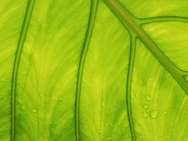 緑の背景の葉と水滴が — ストック写真