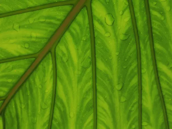 緑の背景の葉と水滴が — ストック写真