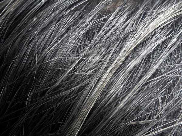 stock image gray hair closeup and style background gray 