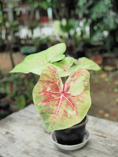 stock image caladium bicolor great lant bueatyful in garden and house pot