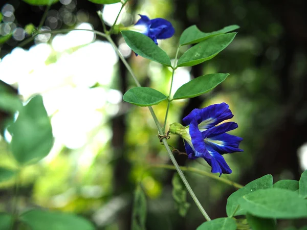 青い背景と花の自然ボケと植物 — ストック写真