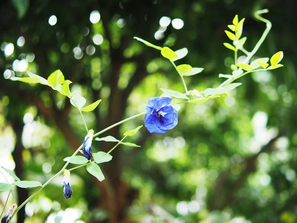 Блакитний Фон Квіткова Природа Боке Рослини — стокове фото