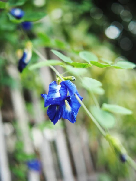Blauer Hintergrund Und Blume Natur Bokeh Und Pflanzen — Stockfoto