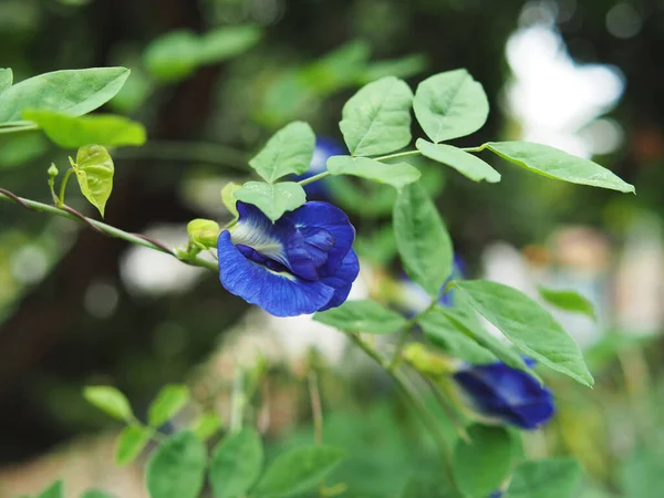 Блакитний Фон Квіткова Природа Боке Рослини — стокове фото