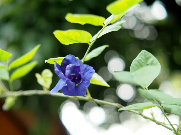 blue background and flower nature bokeh and plants