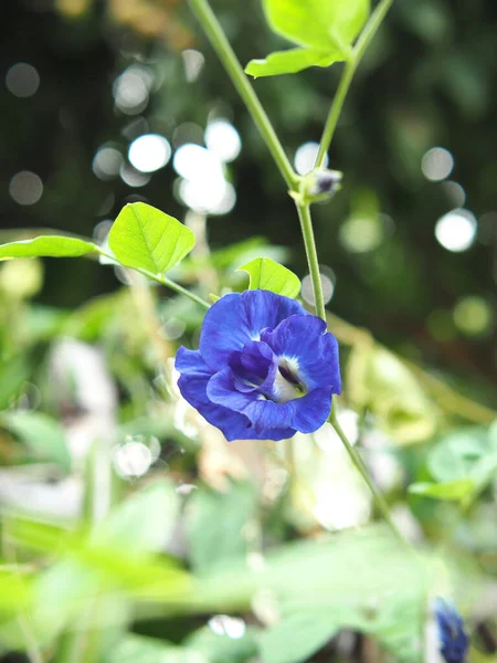 Fond Bleu Fleur Nature Bokeh Plantes — Photo