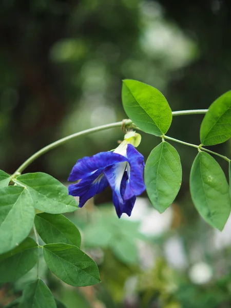 Blå Bakgrund Och Blomma Natur Bokeh Och Växter — Stockfoto