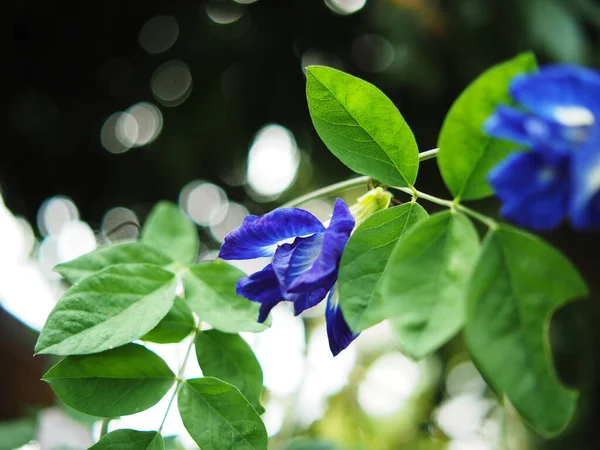蓝色背景和花卉自然防腐剂和植物 — 图库照片