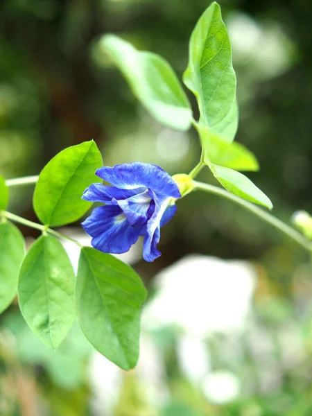 Fundo Azul Flor Bokeh Natureza Plantas — Fotografia de Stock