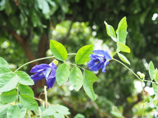 蓝色背景和花卉自然防腐剂和植物 — 图库照片