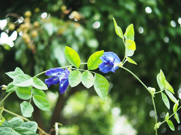 Μπλε Φόντο Και Λουλούδι Bokeh Φύση Και Φυτά — Φωτογραφία Αρχείου