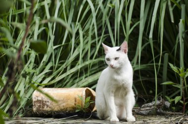 Bahçedeki beyaz kedi.