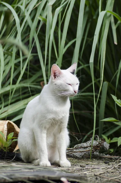 绿叶背景上的白猫 — 图库照片