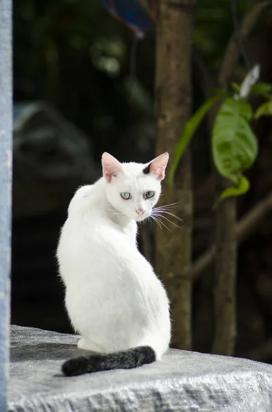 白色太白彩色猫的肖像 — 图库照片