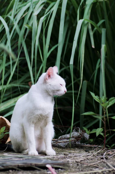绿叶子背景的白猫 — 图库照片