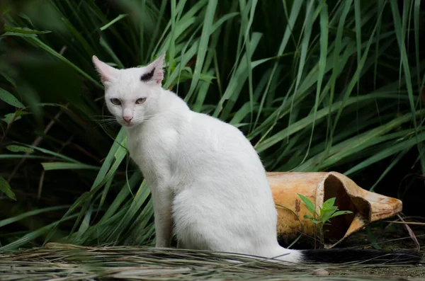 花园里的一只白猫 — 图库照片