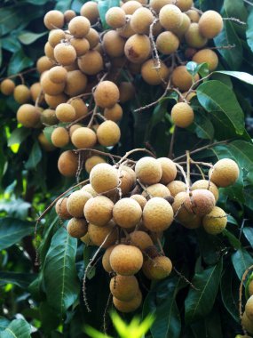 Ağaçtaki taze longan hasat ve yemek için hazır. 