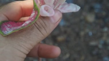 kaladyum bicolor ve kaladyum yaprağı altındaki kulaklar