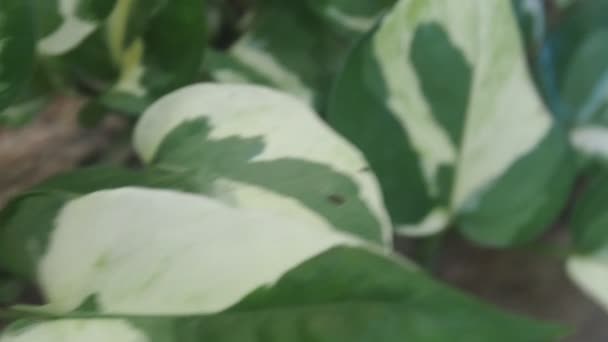 Epipenumpinnatum Dalam Pot Rumah Kebun — Stok Video
