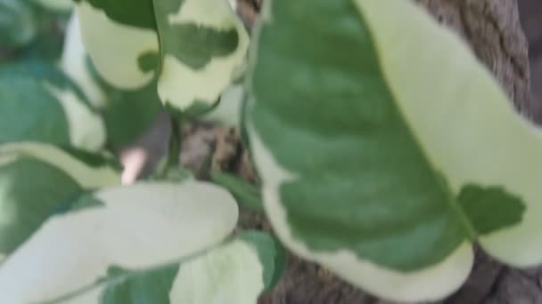 냄비에 Epipenumpinnatum — 비디오
