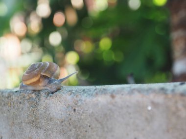 Salyangoz bokeh arkaplanlı kaya üzerinde yavaş hareket ediyor