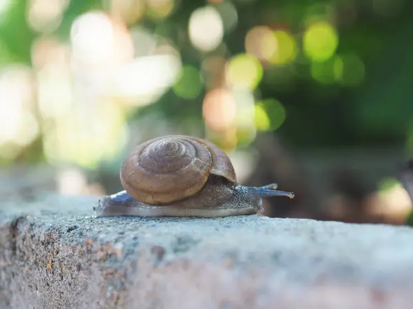 Snail Slow Moving Rock Bokeh Background — Stock Photo, Image