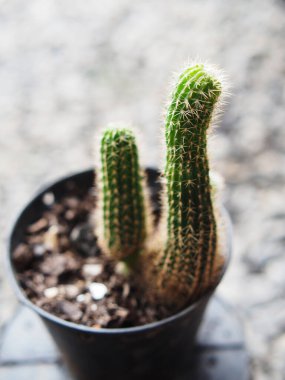 Saksıdaki aktüsler seramik saksı bahçesinde yavaş büyür.