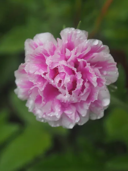 Květina Malá Zahradě Deštivé Svěžesti — Stock fotografie