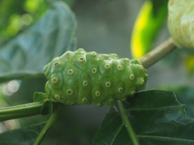 Ağaçta Morinda citrifolia ya da Noni meyvesi güzel kır yemekleri yüksek vitaminli yerel yiyecekler.