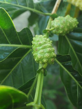 Ağaçta Morinda citrifolia ya da Noni meyvesi güzel kır yemekleri yüksek vitaminli yerel yiyecekler.