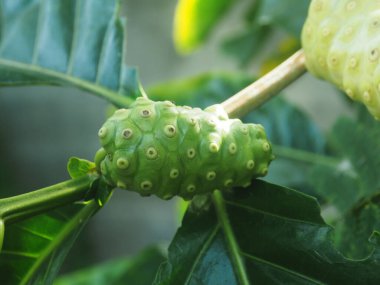 Ağaçta Morinda citrifolia ya da Noni meyvesi güzel kır yemekleri yüksek vitaminli yerel yiyecekler.