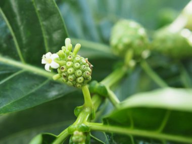 Ağaçta Morinda citrifolia ya da Noni meyvesi güzel kır yemekleri yüksek vitaminli yerel yiyecekler.