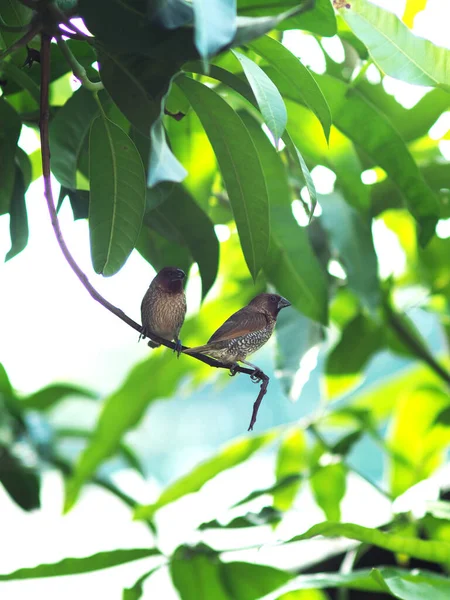 Cuple Bird Tree Looking Place Make Nest — Stock Photo, Image