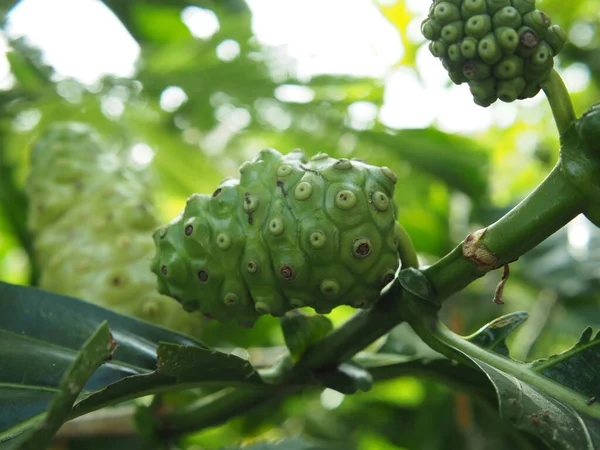 Ağaçta Morinda citrifolia ya da Noni meyvesi güzel kır yemekleri yüksek vitaminli yerel yiyecekler.