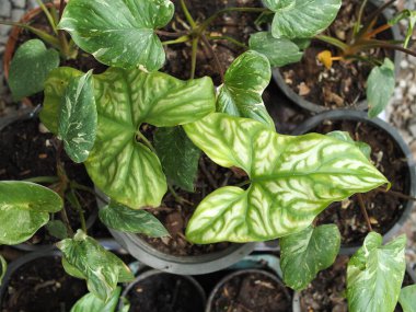 Sertifikalı marabilis bitkisi ev esrar yeşil bahçe ve spesiyal bitki çeşitli saygısızlıklar 