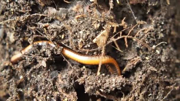 Milipede Κινείται Στο Σπίτι Γλάστρα Φυτά Εδάφους Καλό Για Φυτά — Αρχείο Βίντεο