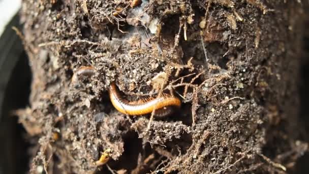 Milipede Κινείται Στο Σπίτι Γλάστρα Φυτά Εδάφους Καλό Για Φυτά — Αρχείο Βίντεο