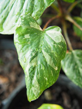 homalomena ve alocasia dekorasyon evi bahçesi için çeşitli bitki yaprakları 