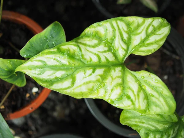 Cercertis Marabilis Pflanze Auf Haustopfgrün Garten Und Spezialpflanze Vareigated Decrate — Stockfoto