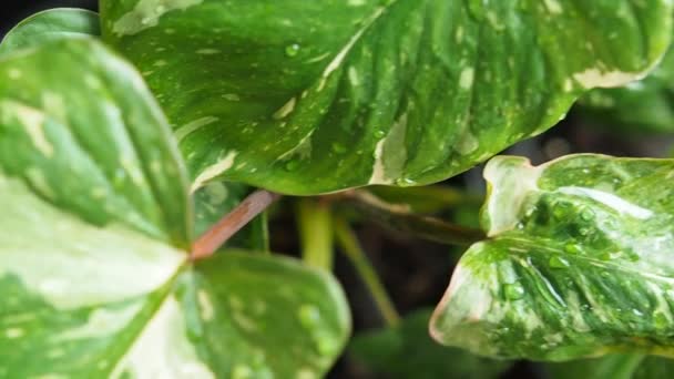 Homalomena Plant Ház Kertjében Friss Bueatyfull Vareigated Növény Virágzó Zöld — Stock videók